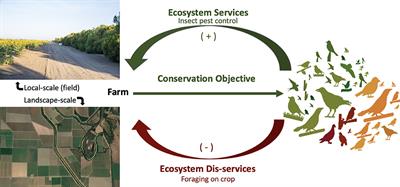 Effects of Field and Landscape Scale Habitat on Insect and Bird Damage to Sunflowers